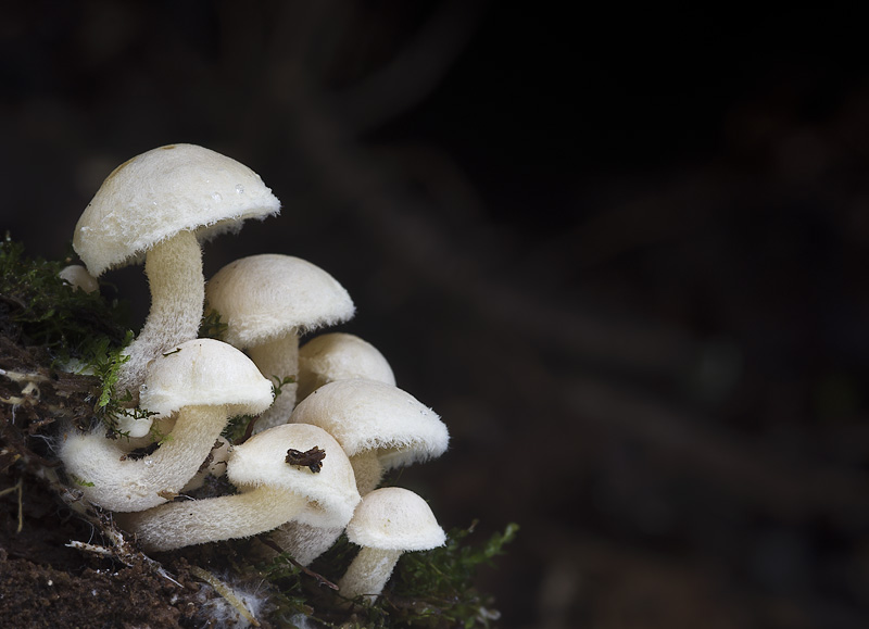 Pholiota scamba